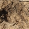 Удаление пней методом дробления в Кореновском районе 2